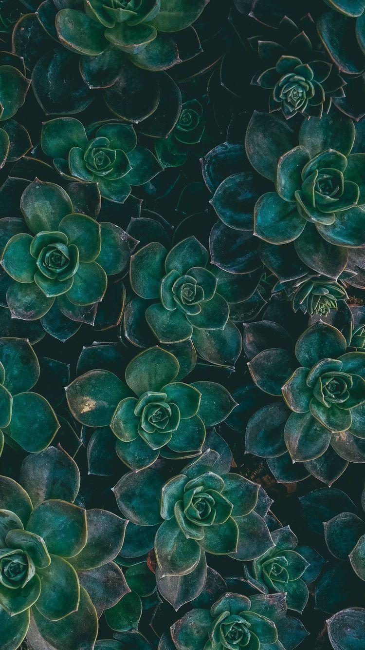 750x1333 Jade Green Wallpaper