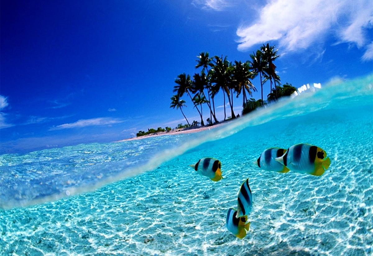1200x825 Bunaken National Marine Park, Indonesia, Fish wallpaper. Free TOP wallpaper