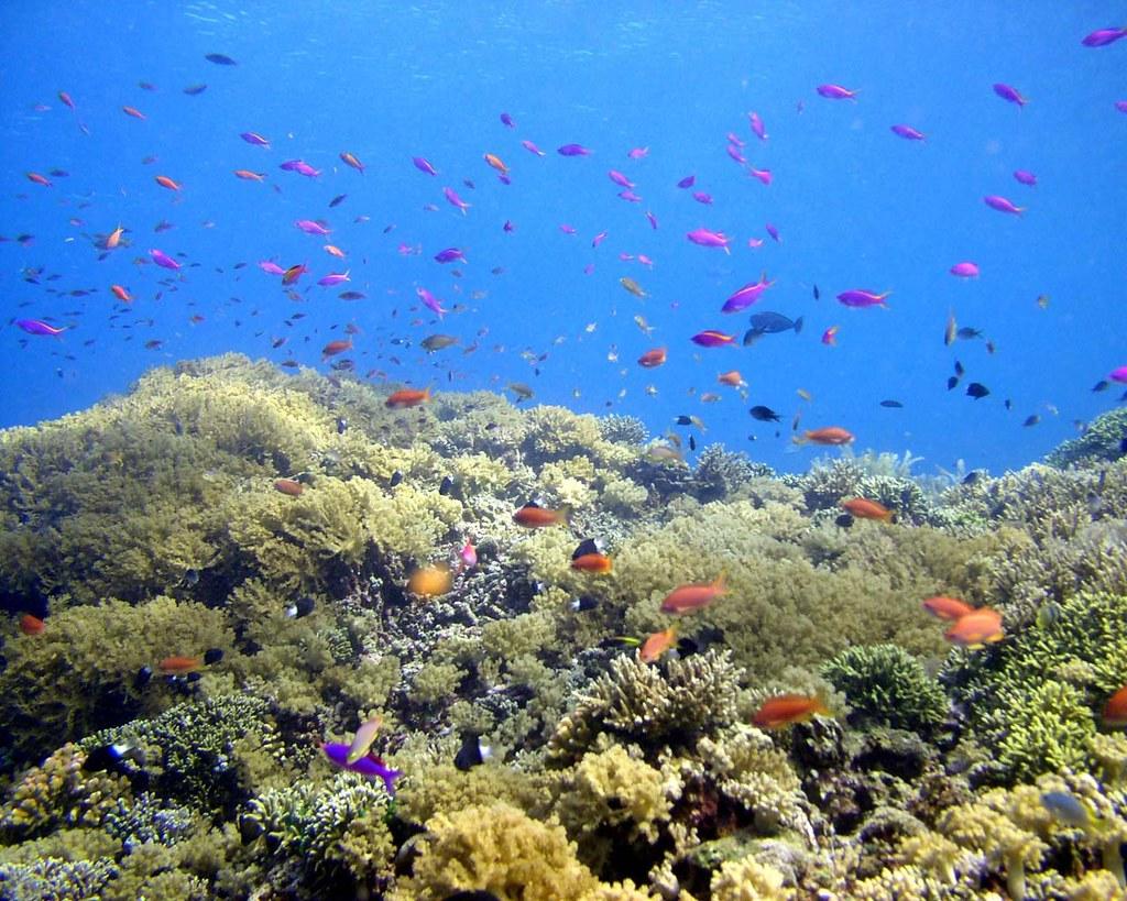 1024x819 Free Indonesia Wallpaper Nature Bunaken Undersea 05. M Ib