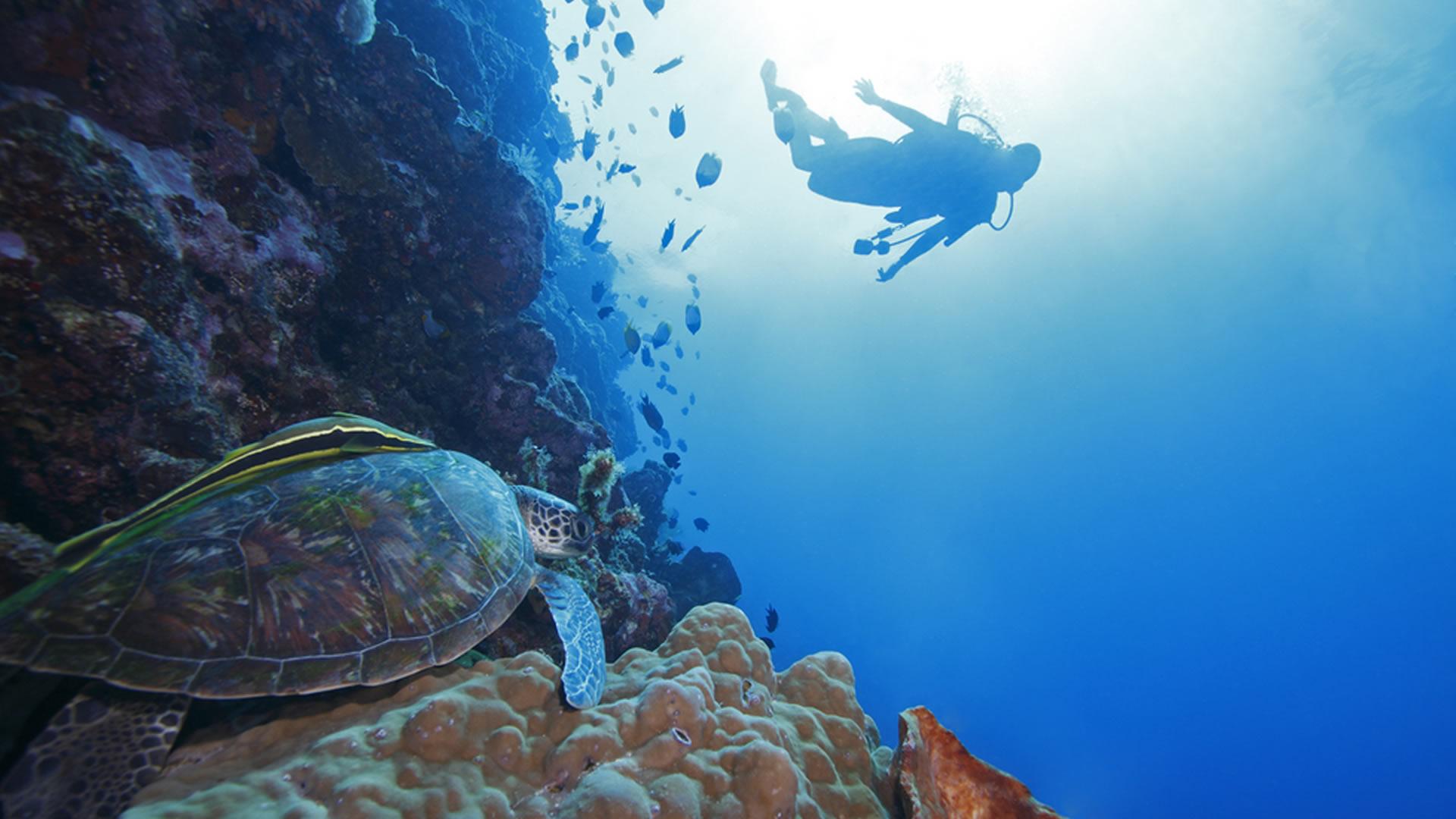 1920x1080 Manado & Bunaken, Highglands & Sea Gardens (4D 3N) Travel Group