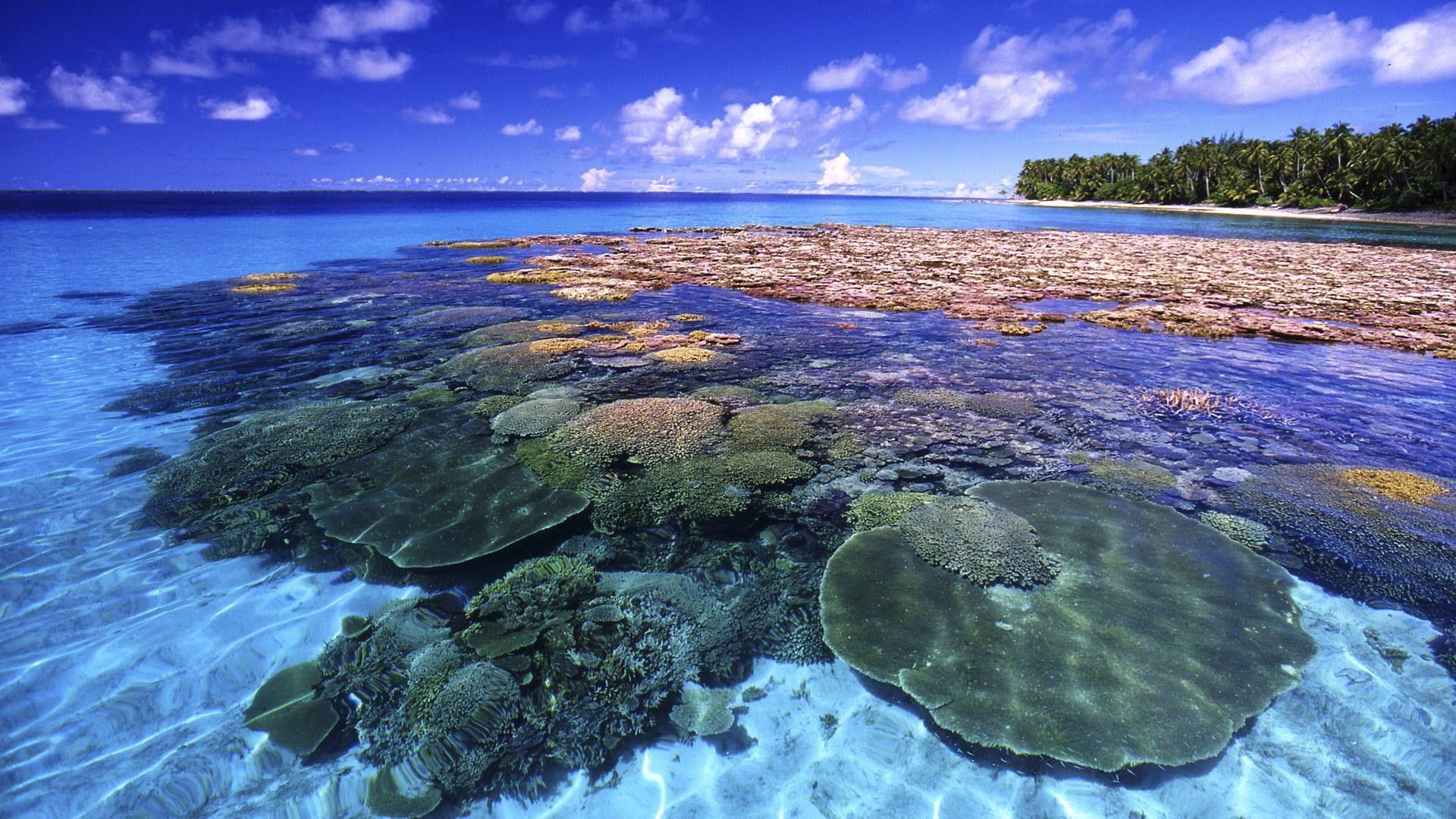 1920x1080 Beautiful Coral Reef #trees #coral #clouds #reef nature and landscapes P #wallpaper #hdwallpaper #desktop. Coral reef, Majuro, Majuro atoll