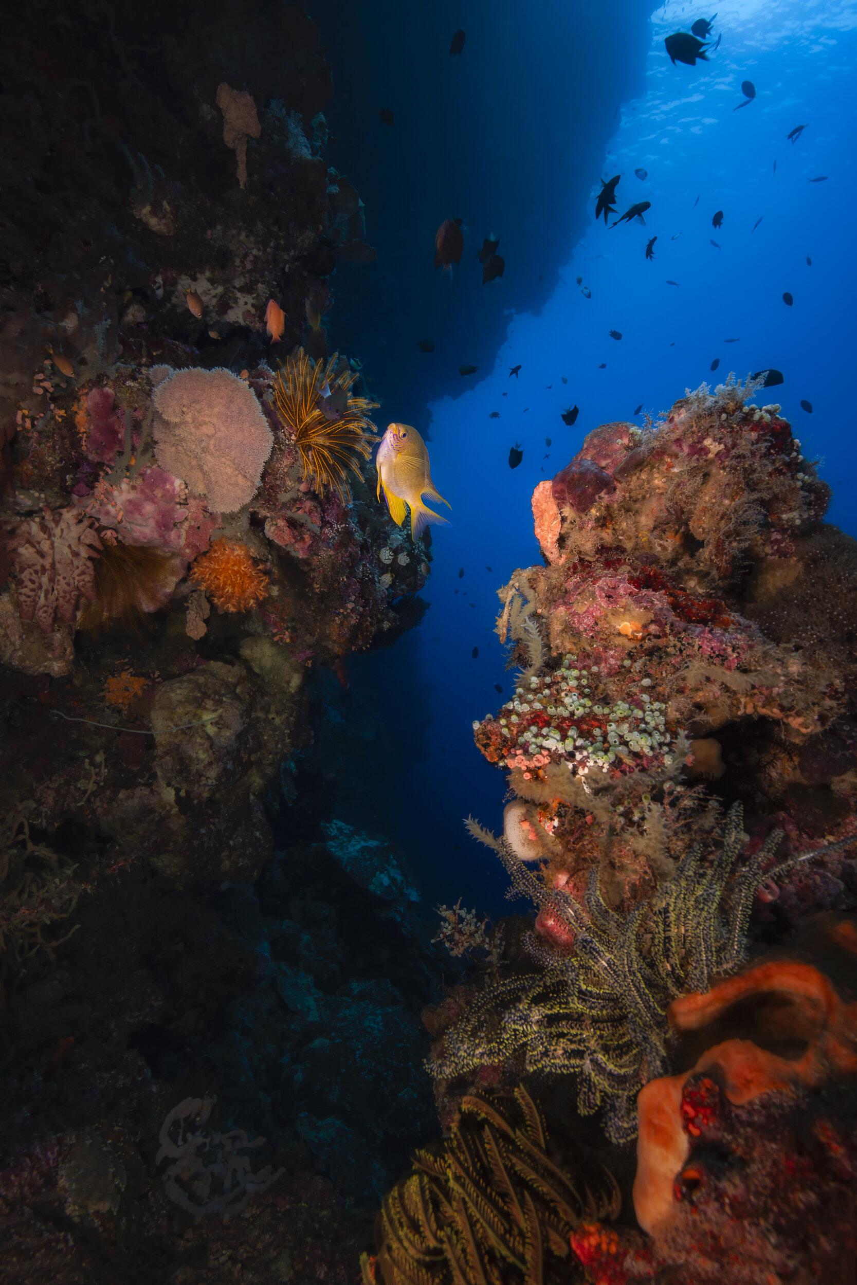 1667x2500 Bunaken, Indonesia_2020