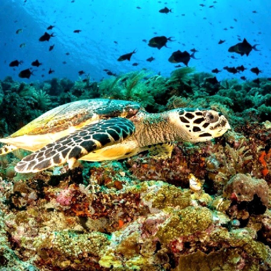 900x900 Bunaken Marine Park, North Sulawesi. Trip.com Manado
