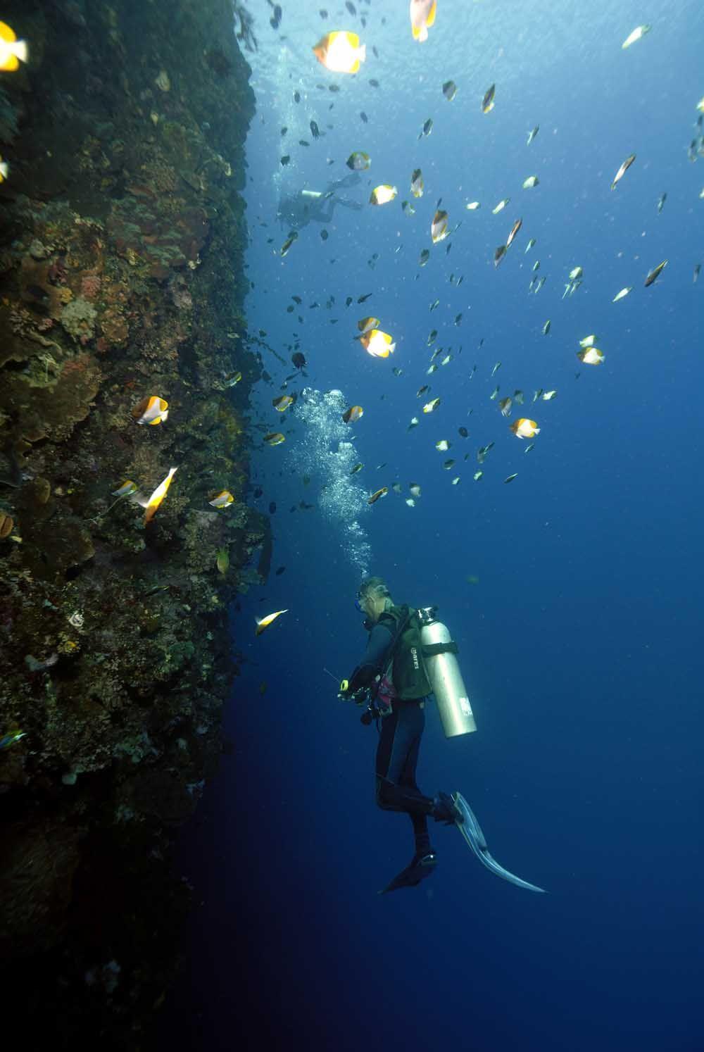 1000x1494 NOW, that's a wall dive. Indonesia tourism, Indonesia travel, North sulawesi