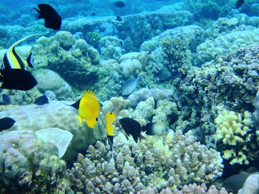 1024x768 Bunaken Marine