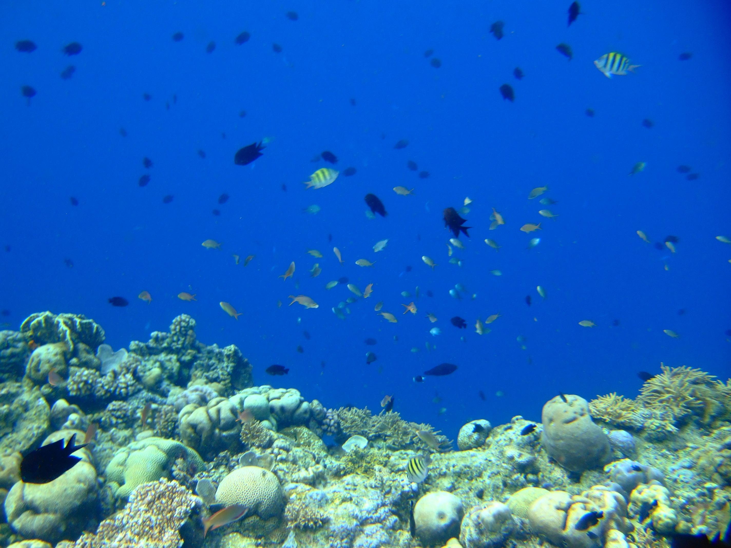 2848x2136 Bunaken Marine Park