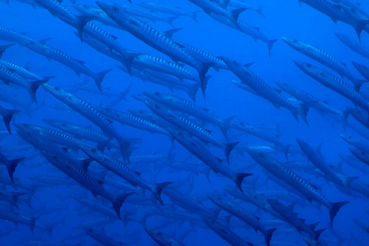 1200x800 Diving in Bunaken Lembeh and Sangihe, Sulawesi