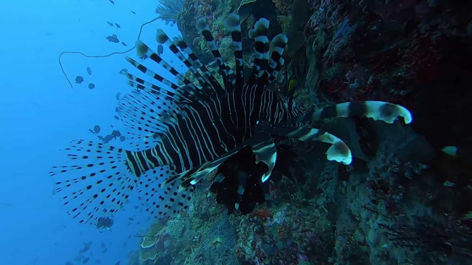 1600x900 Lionfish in Bunaken National Park! Fish Divers