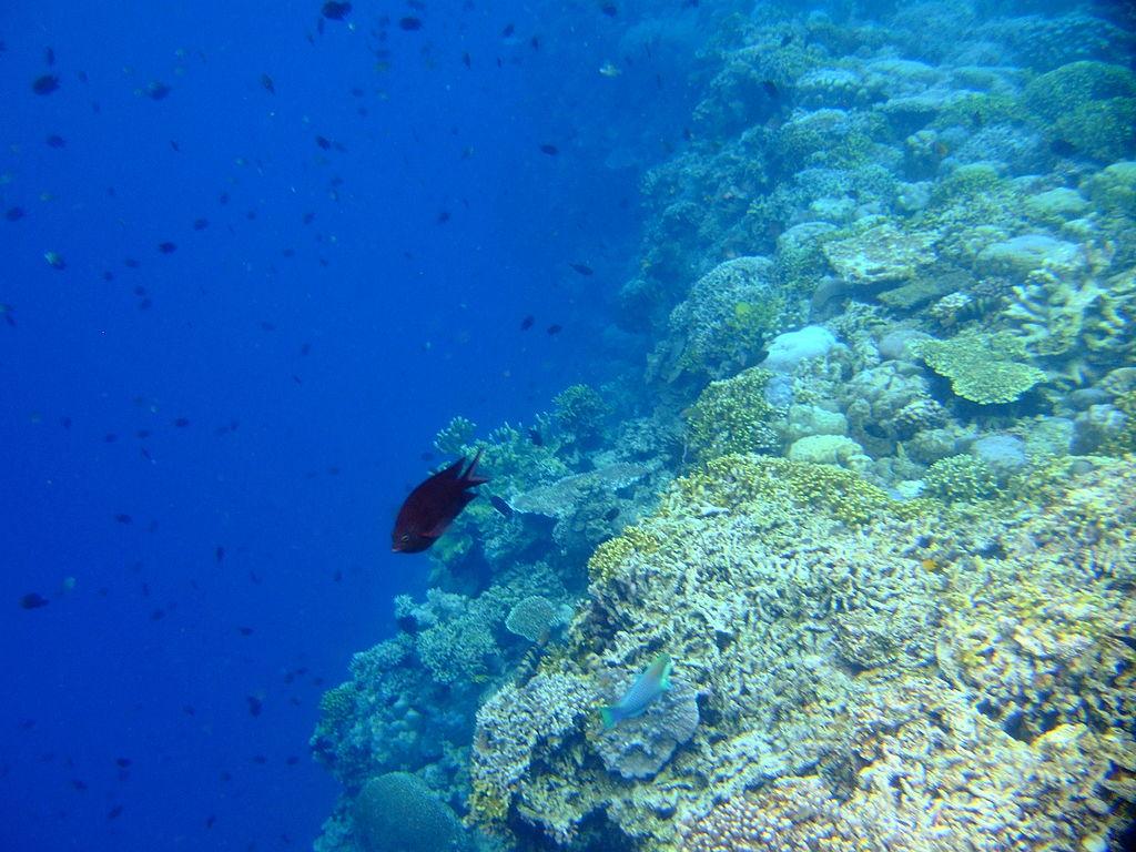 1024x768 Bunaken Marine Park