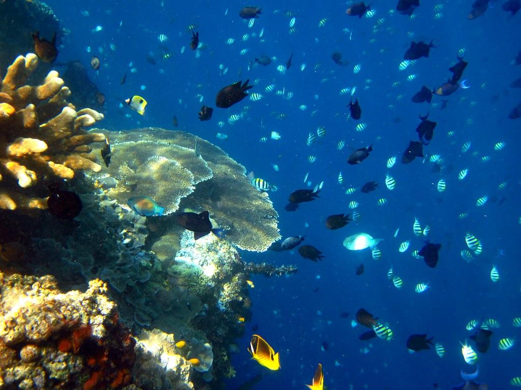1024x768 Bunaken, Likuan III.. leivischem [federleicht]