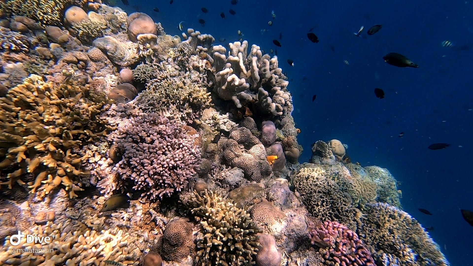 1920x1080 Lekuan 3 dive site