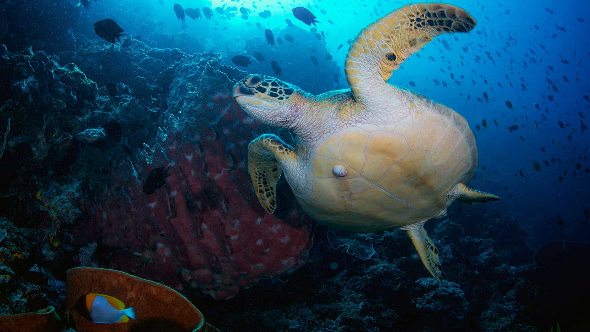 1920x1080 Bunaken Sand Dive Resort Strait, North Sulawesi