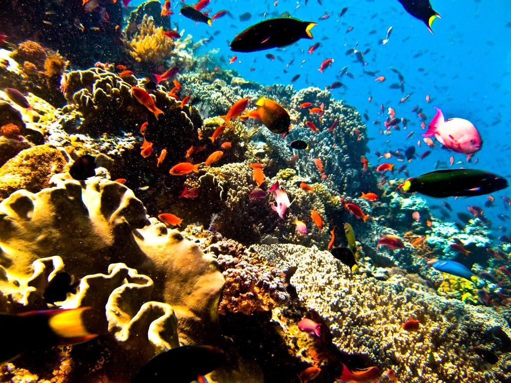 1024x768 Scuba diving Indonesia