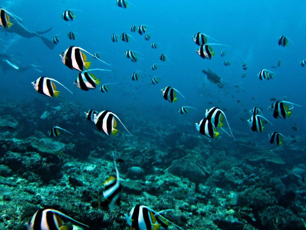 1024x768 Sulawesi Gets Ready for Charms of Bunaken Festival News