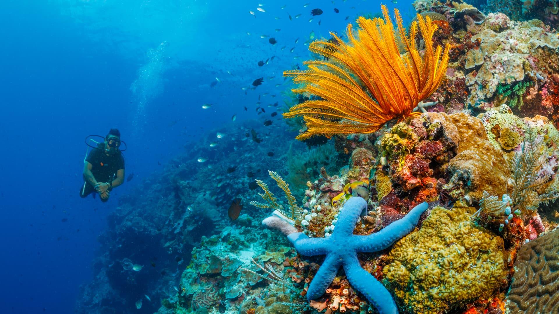 1920x1080 North Sulawesi Diving Dive Resorts Indonesia