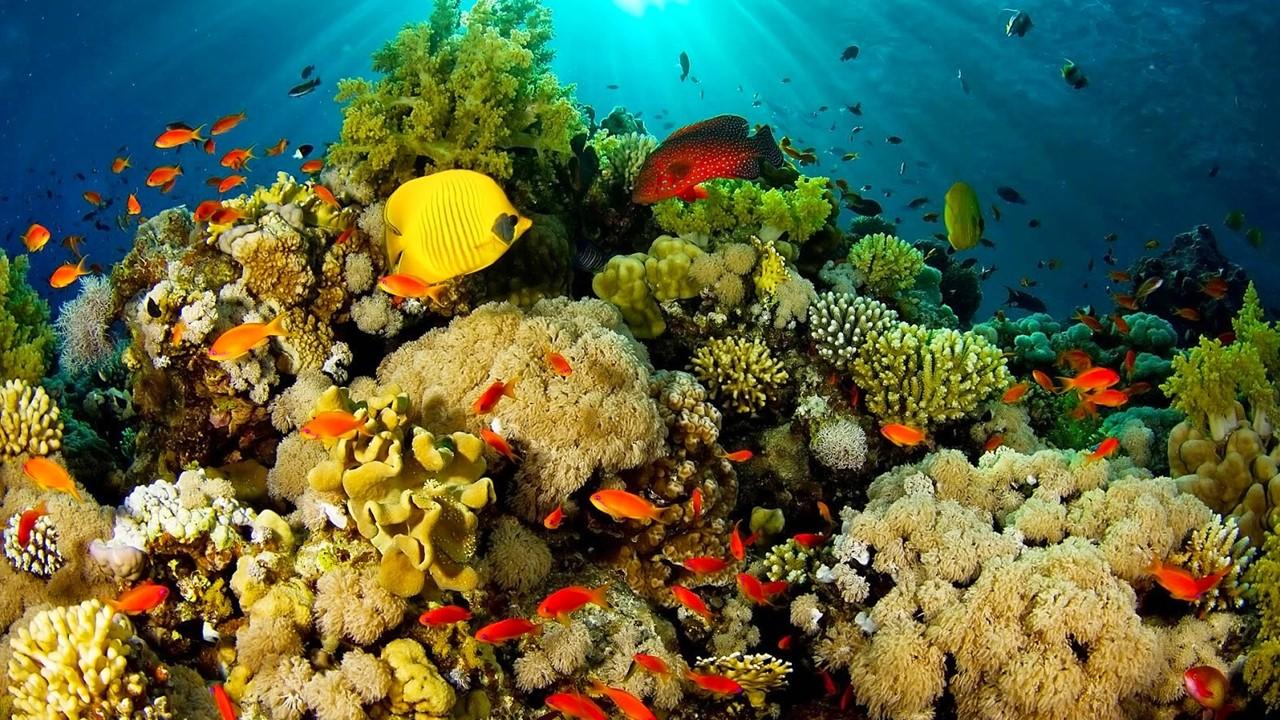 1280x720 Bunaken beach- a Marine Park in North Sulawesi