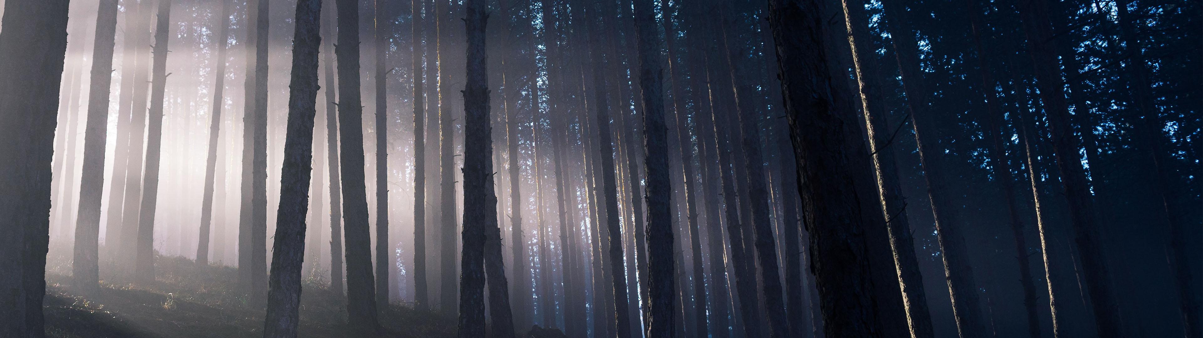 3840x1080 Into the Woods