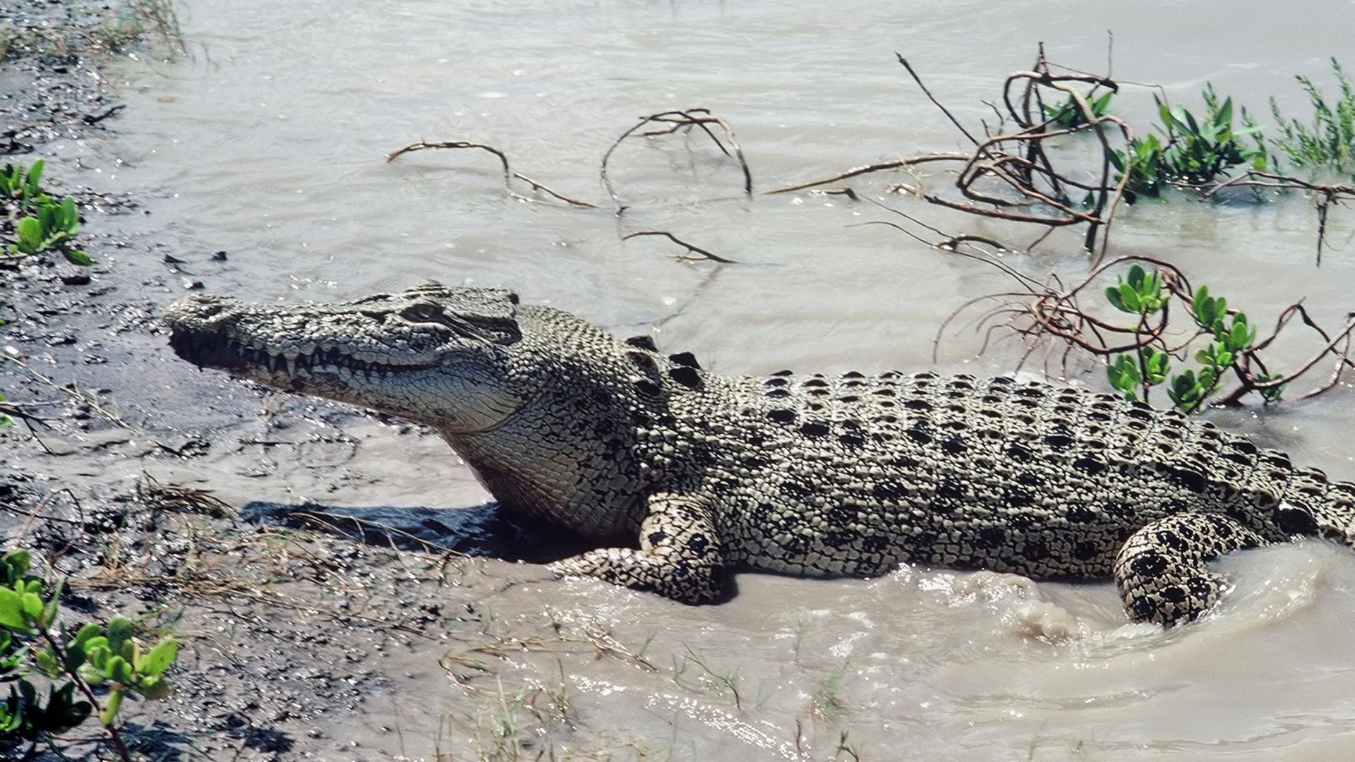 1920x1080 Saltwater Crocodile Size Wallpaper 2