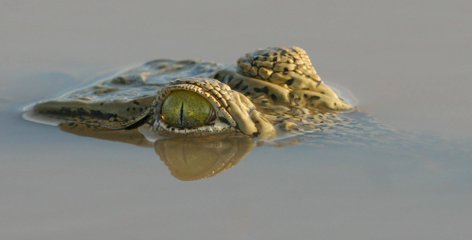 1862x946 Crocodile Eyes Above Water Wallpaperx946