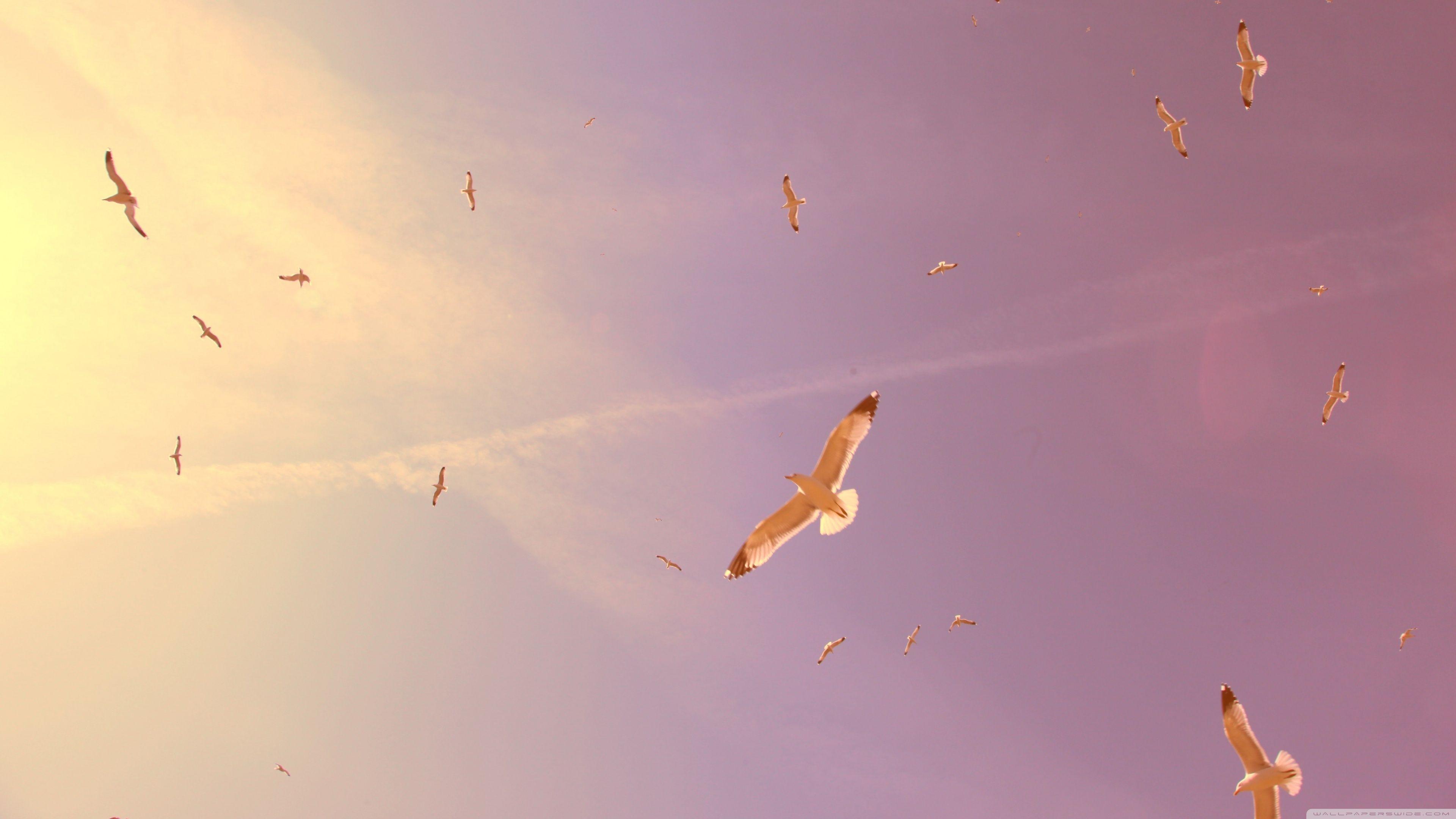 3840x2160 Flying Seagulls ❤ 4K HD Desktop Wallpaper for 4K Ultra HD TV • Dual