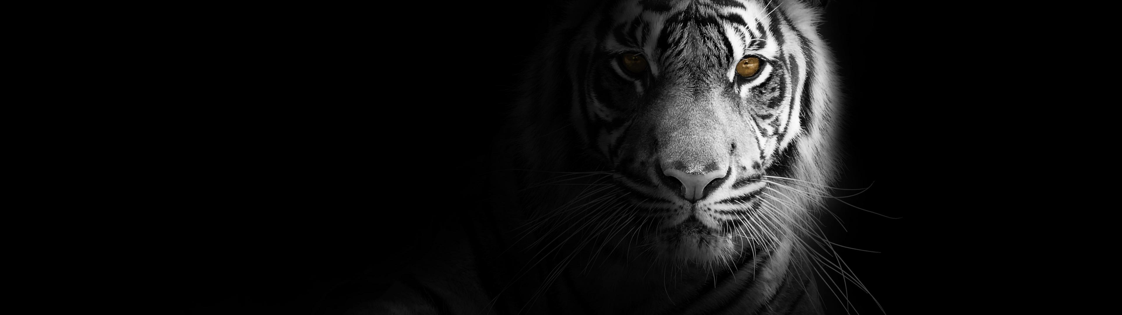 3840x1080 White tiger Wallpaper 4K, Dark aesthetic, Bengal Tiger