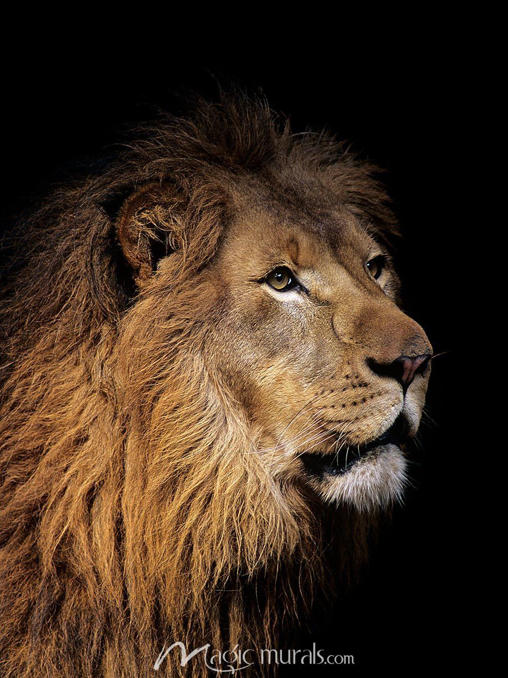 1000x1336 Majestic Lion Wallpaper Wall Mural