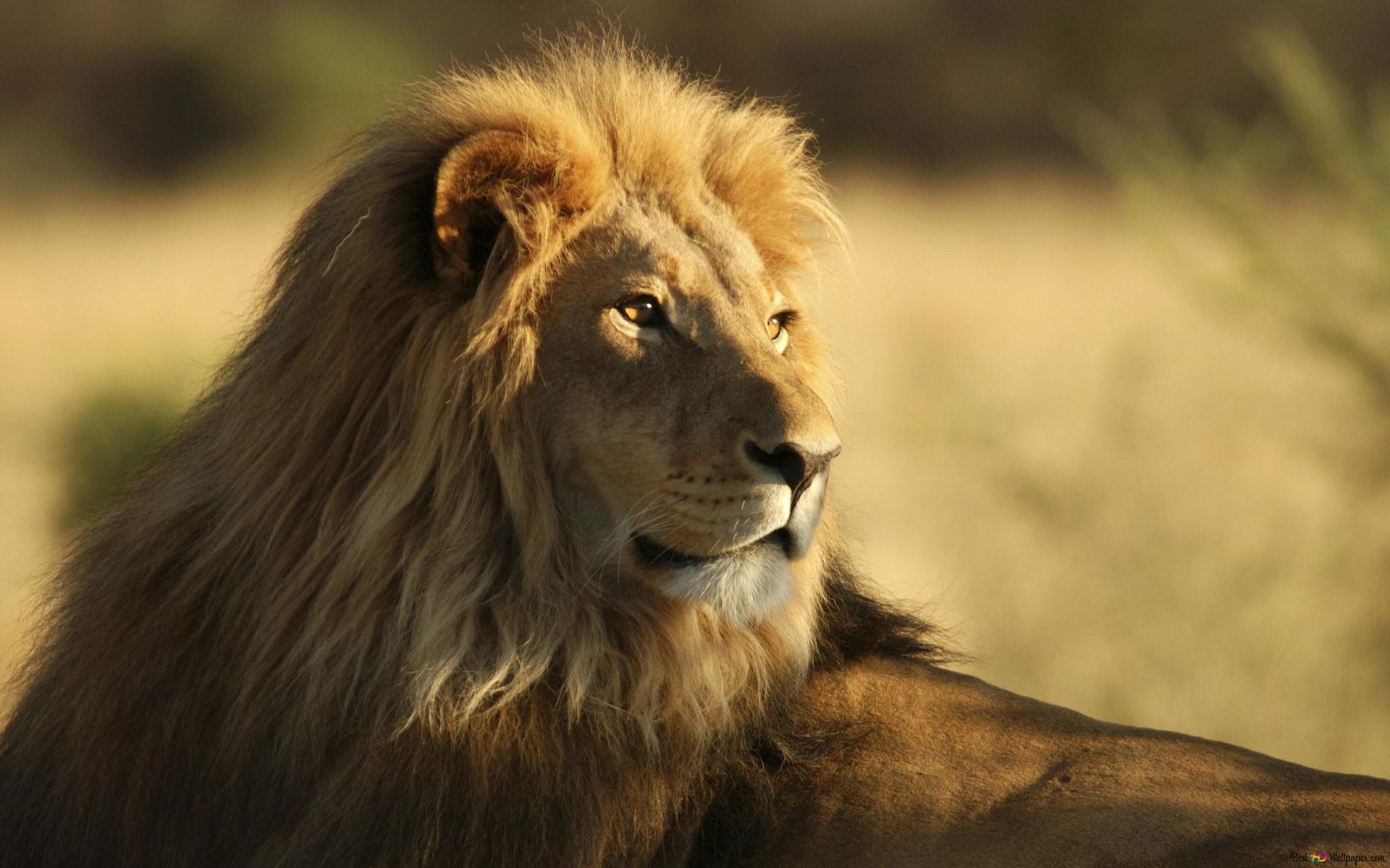 1920x1200 Majestic lion 2K wallpaper download