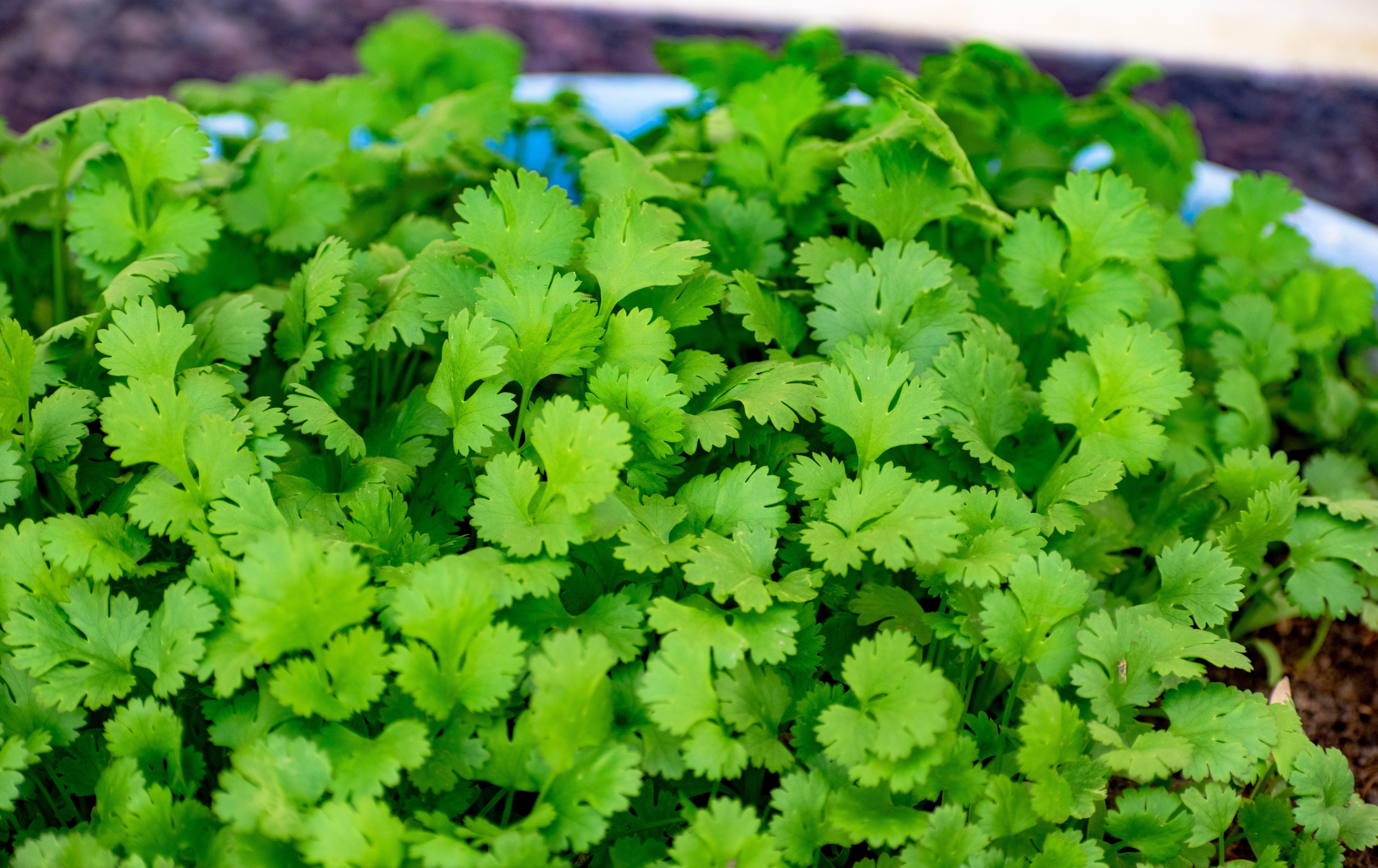 7 health benefits of coriander and ways to consume it | HealthShots