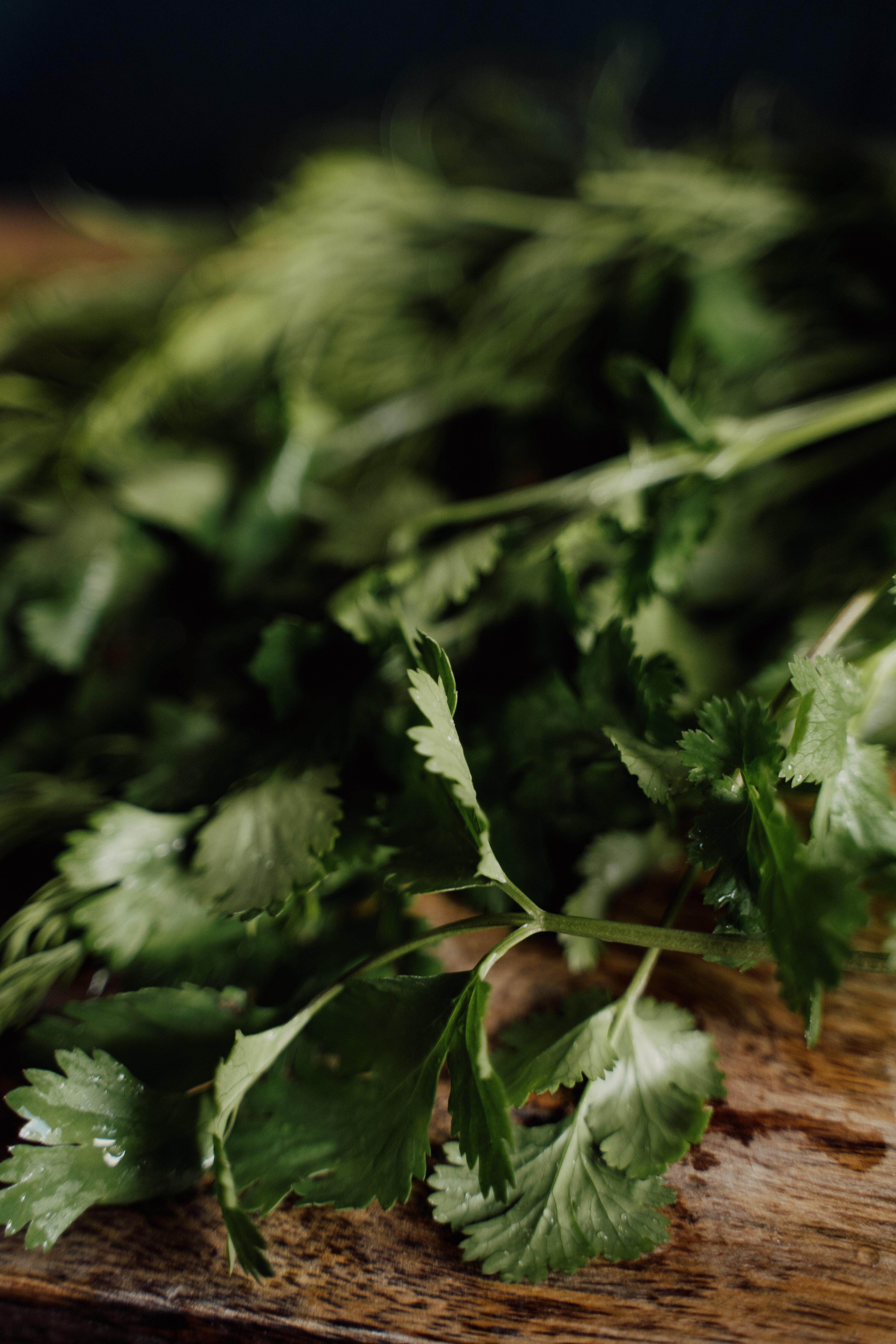 4000x6000 Coriander Photo, Download The BEST Free Coriander & HD Image