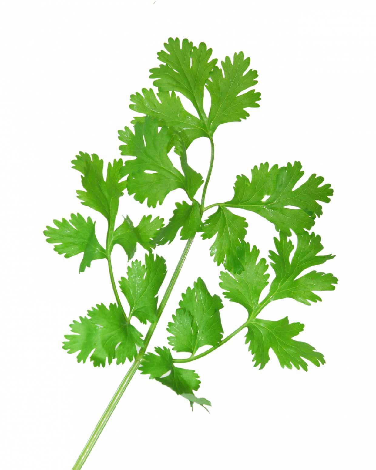 1240x1549 Cilantro. Cilantro herb, Herbs, Planting herbs
