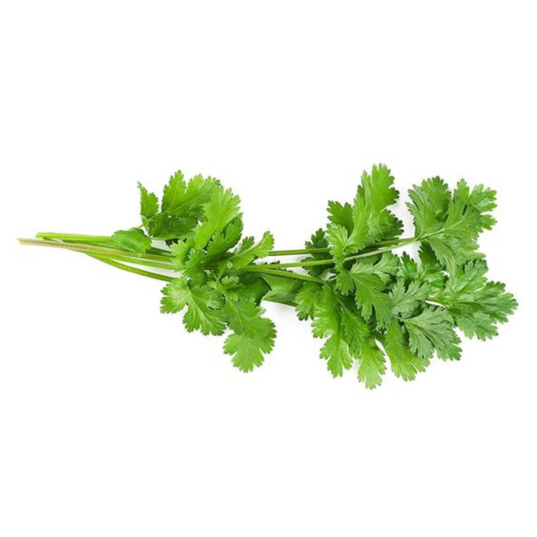 Coriander Wallpapers - Top Free Coriander Backgrounds - WallpaperAccess
