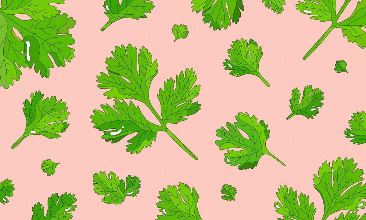 Coriander Wallpapers - Top Free Coriander Backgrounds - WallpaperAccess