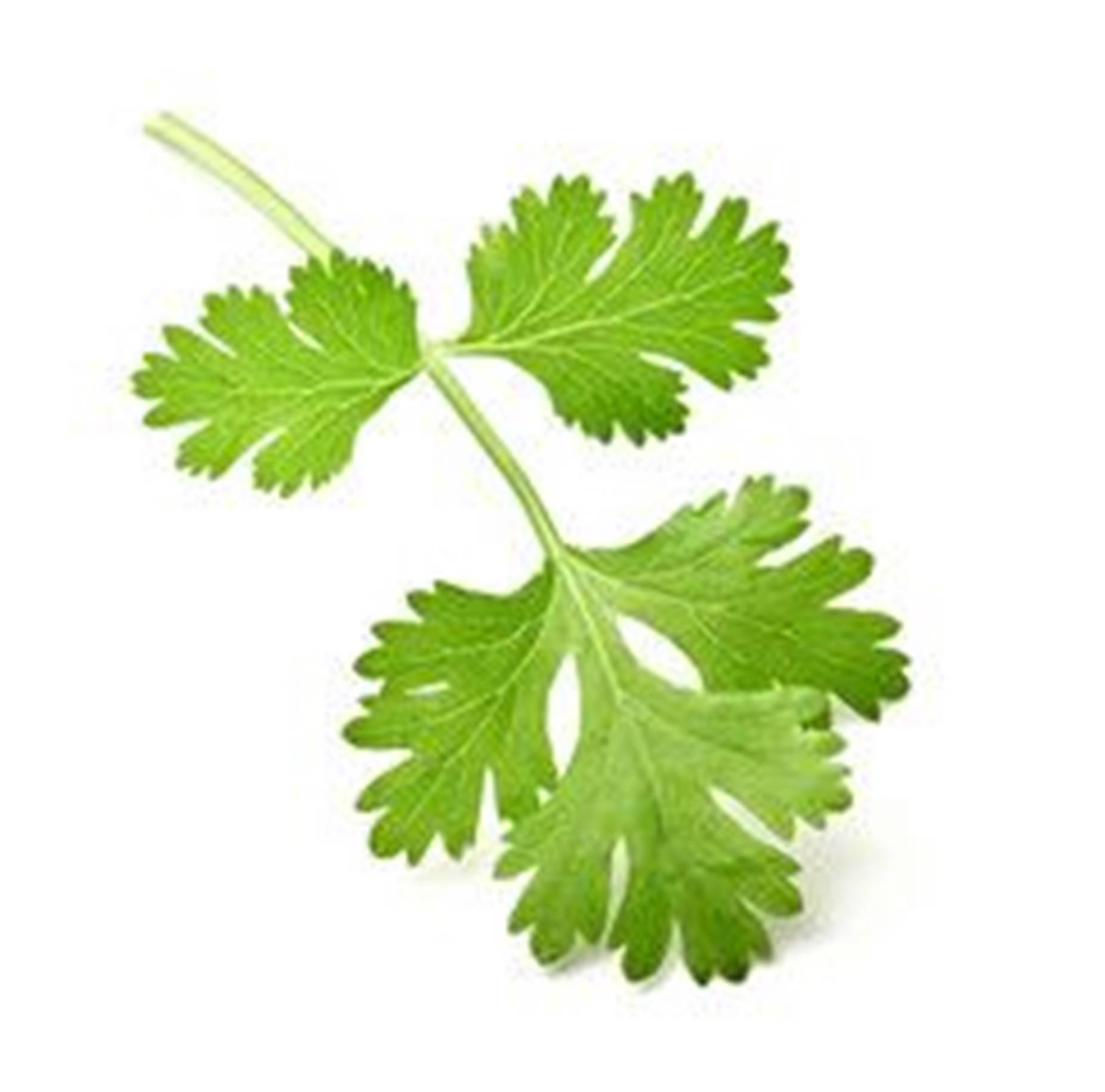 Coriander Wallpapers Top Free Coriander Backgrounds WallpaperAccess