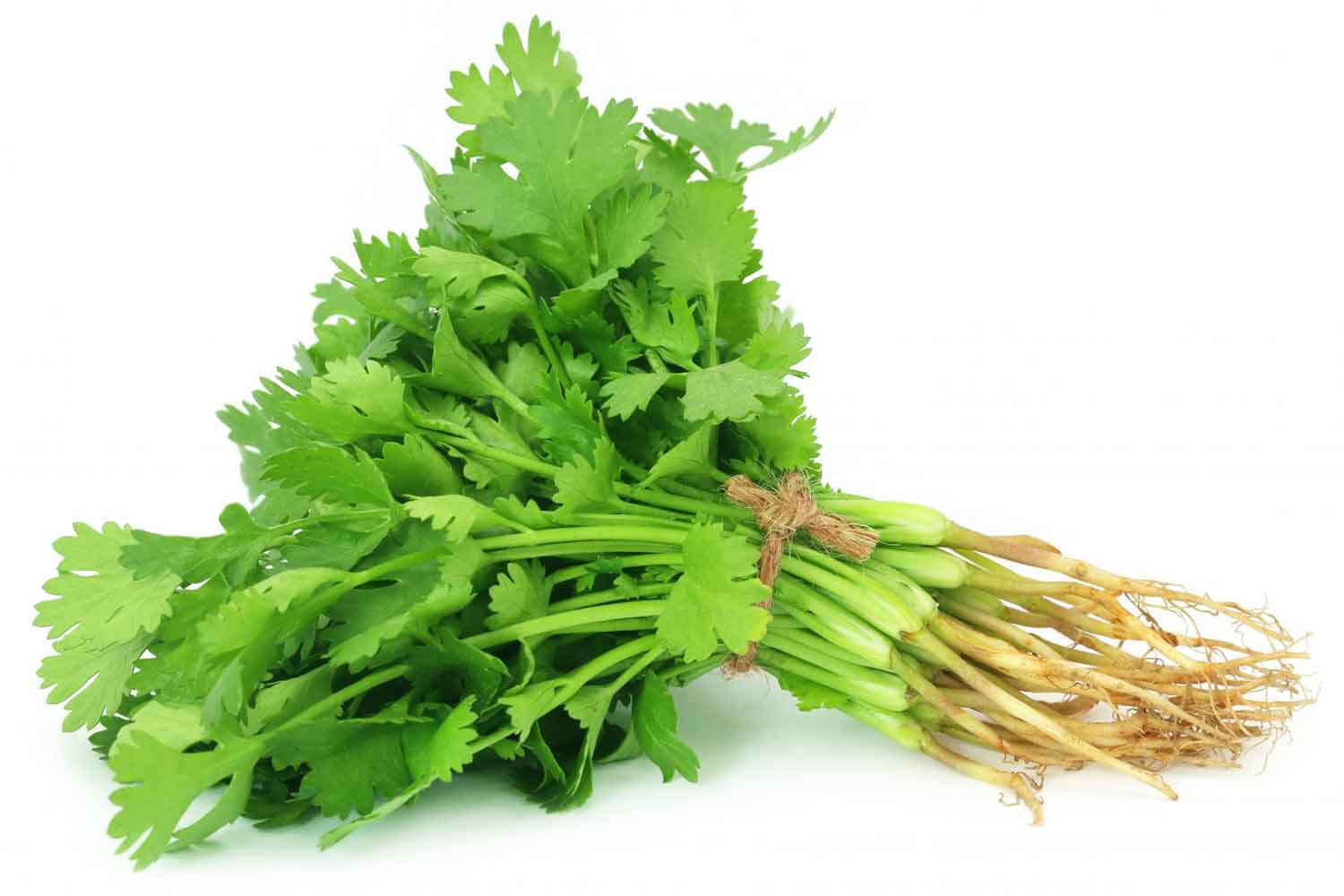 Coriander Wallpapers - Top Free Coriander Backgrounds - WallpaperAccess