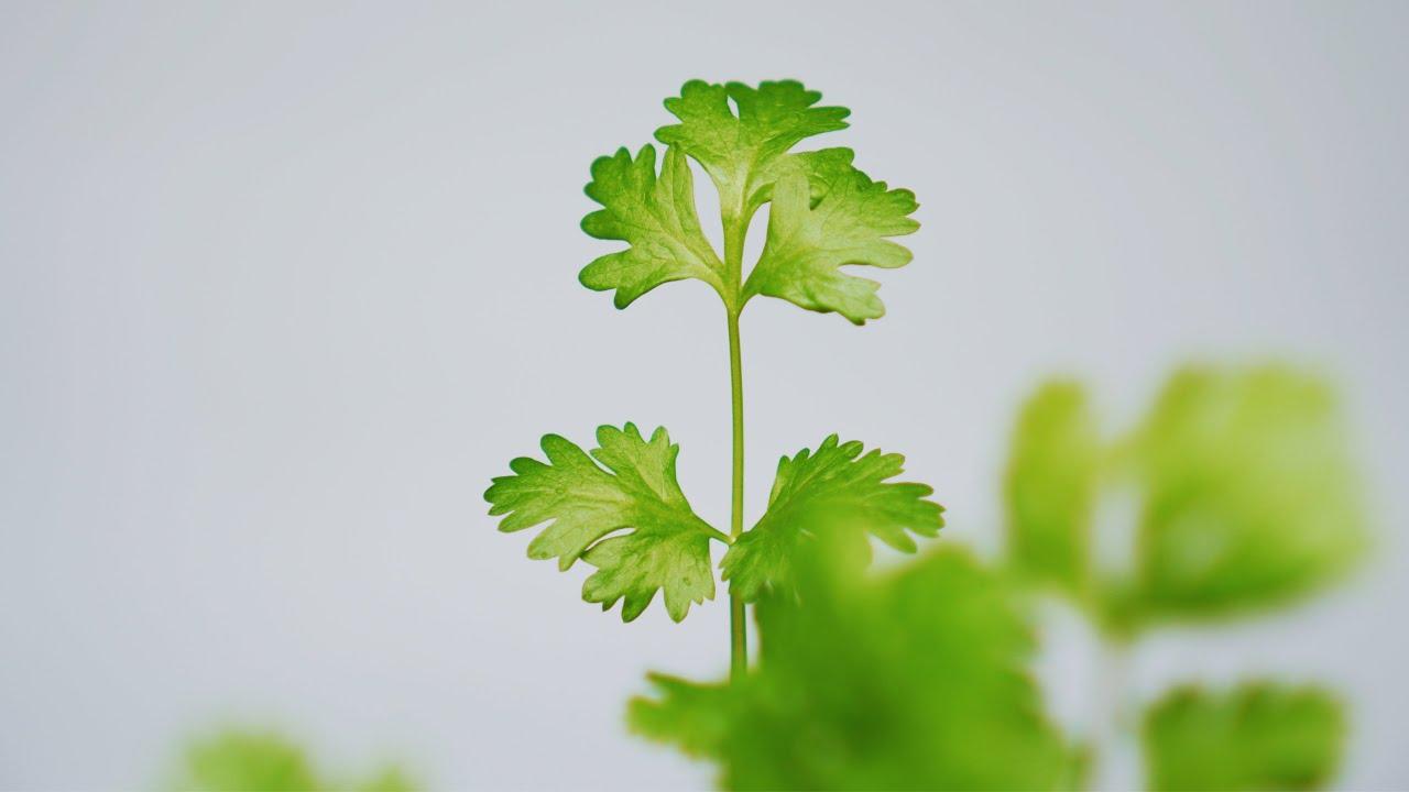 Coriander Wallpapers - Top Free Coriander Backgrounds - WallpaperAccess