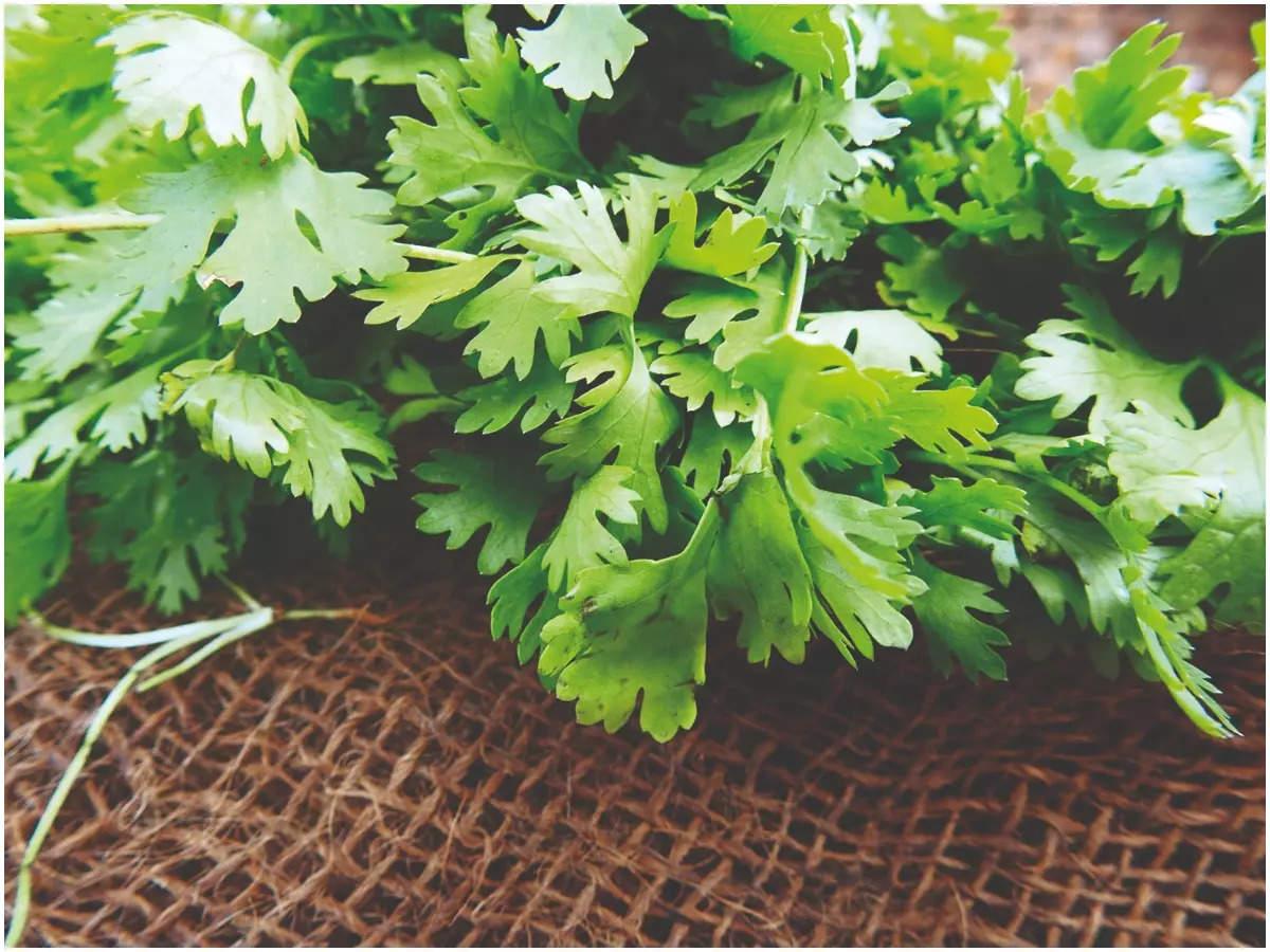 Coriander Wallpapers - Top Free Coriander Backgrounds - WallpaperAccess