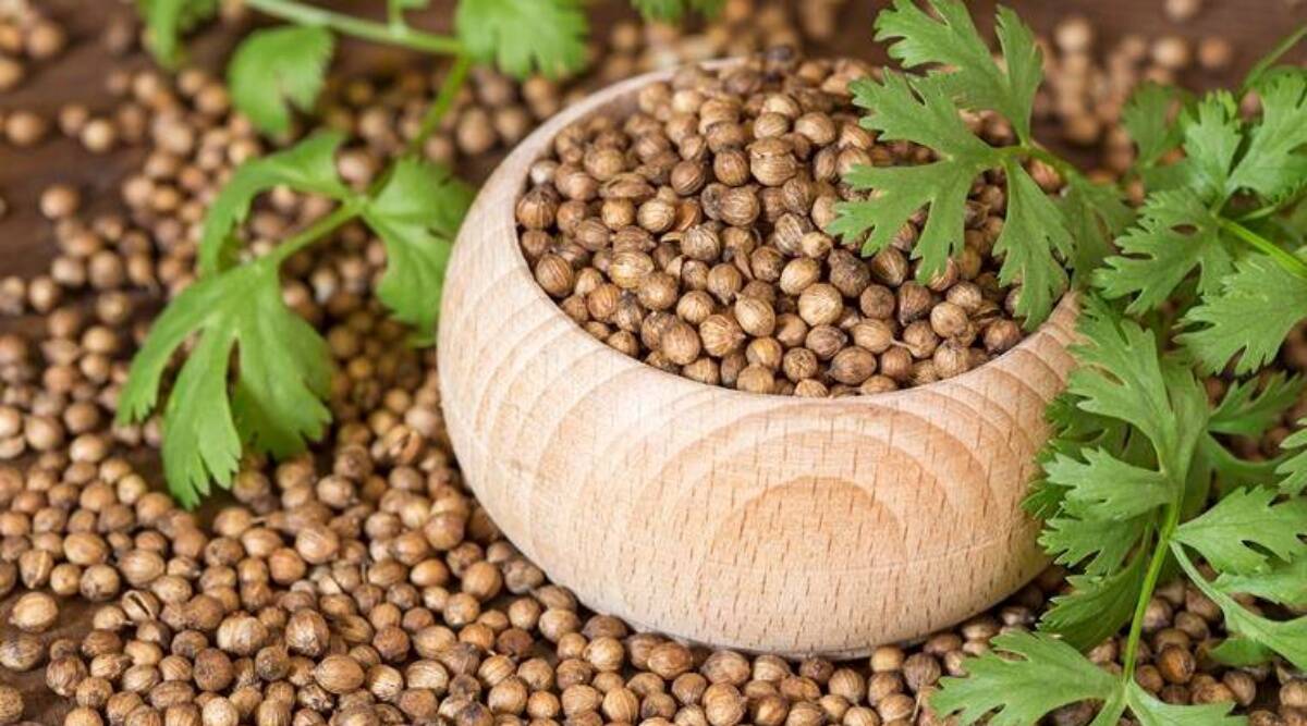 1200x667 Not just crude, coriander seed imports too spice up Russia trade. Business News, The Indian Express