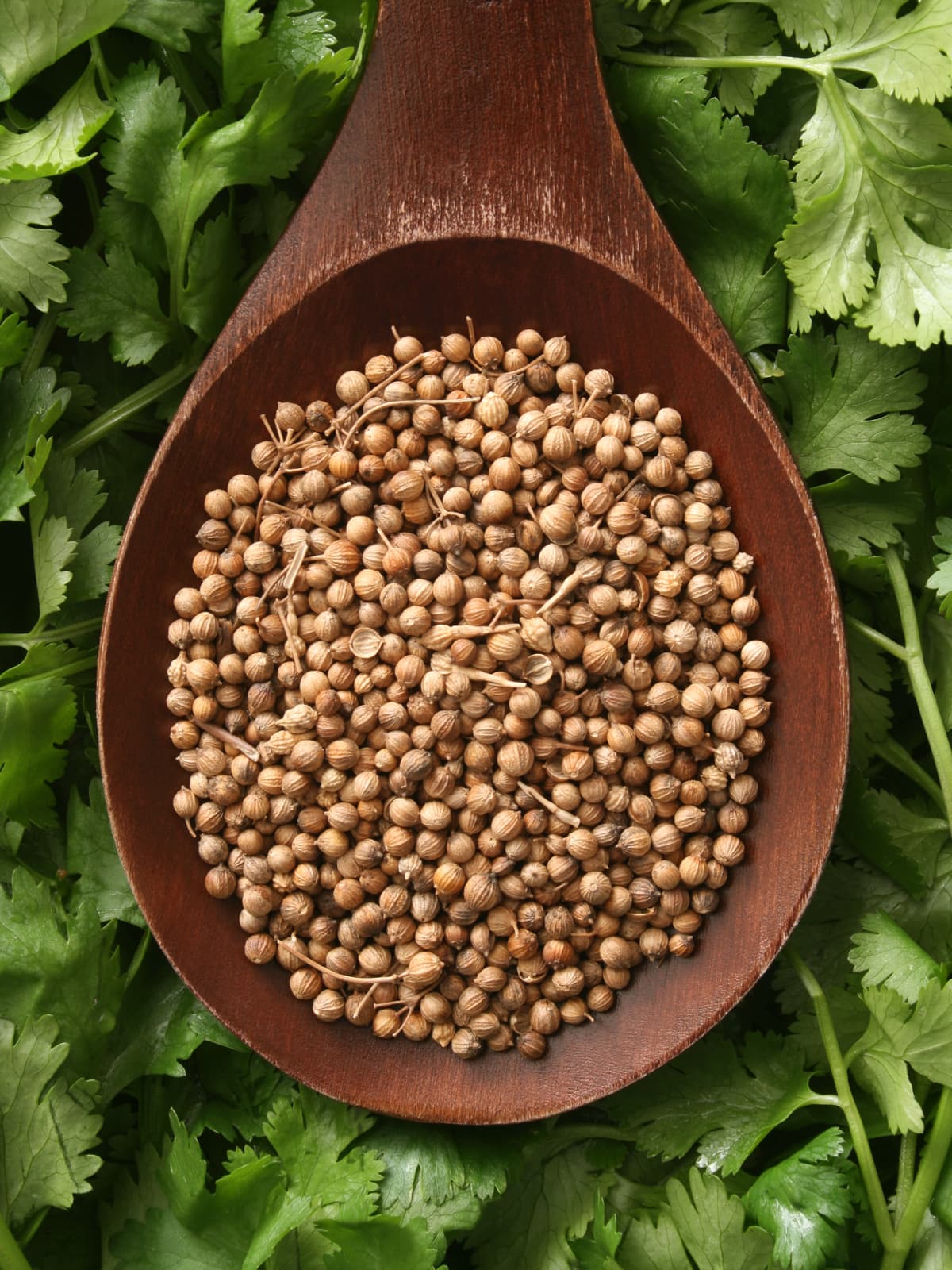 1200x1600 Cilantro Vs. Coriander: What's The Difference?