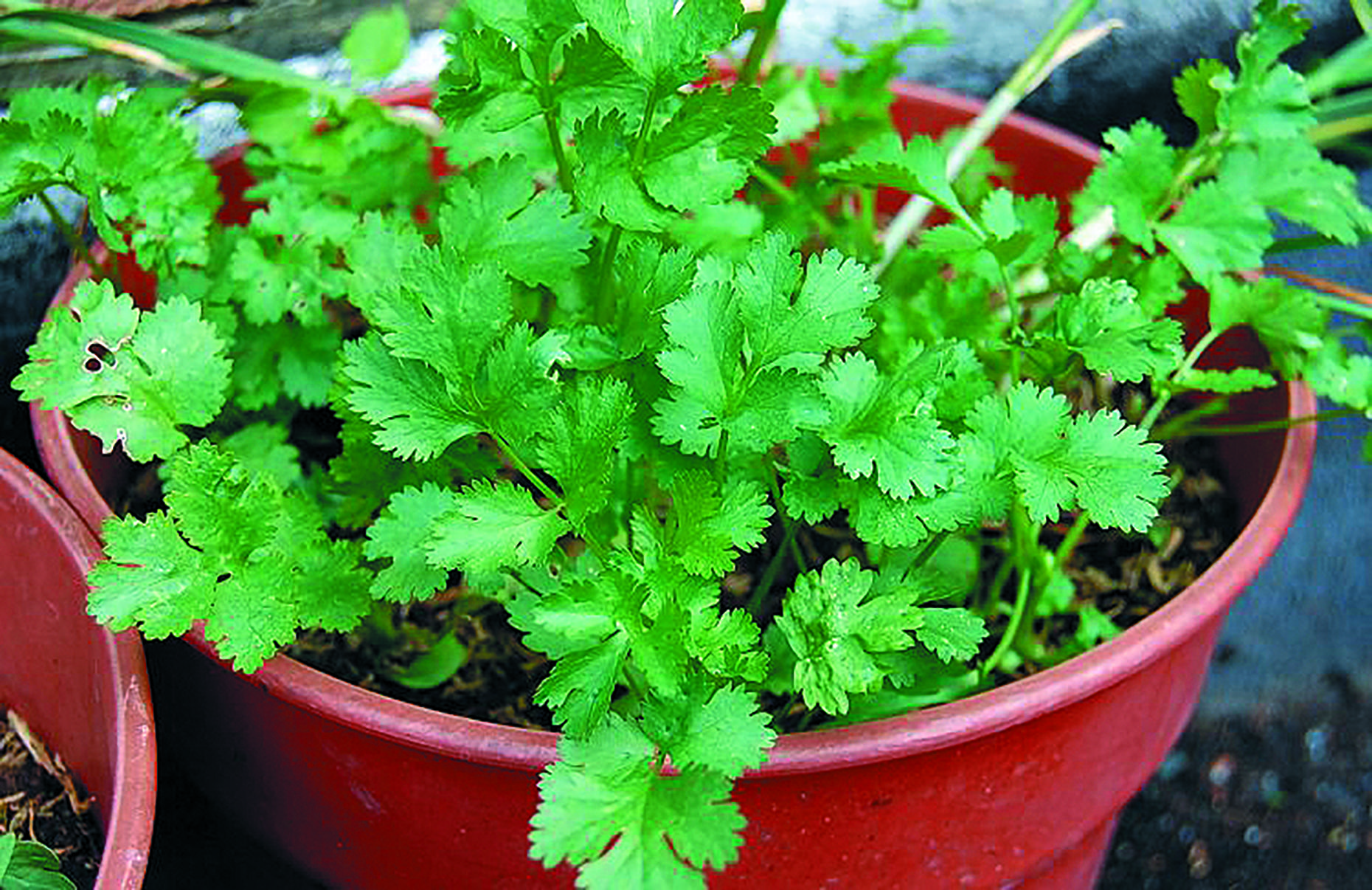 1860x1206 Coriander Pot Selection