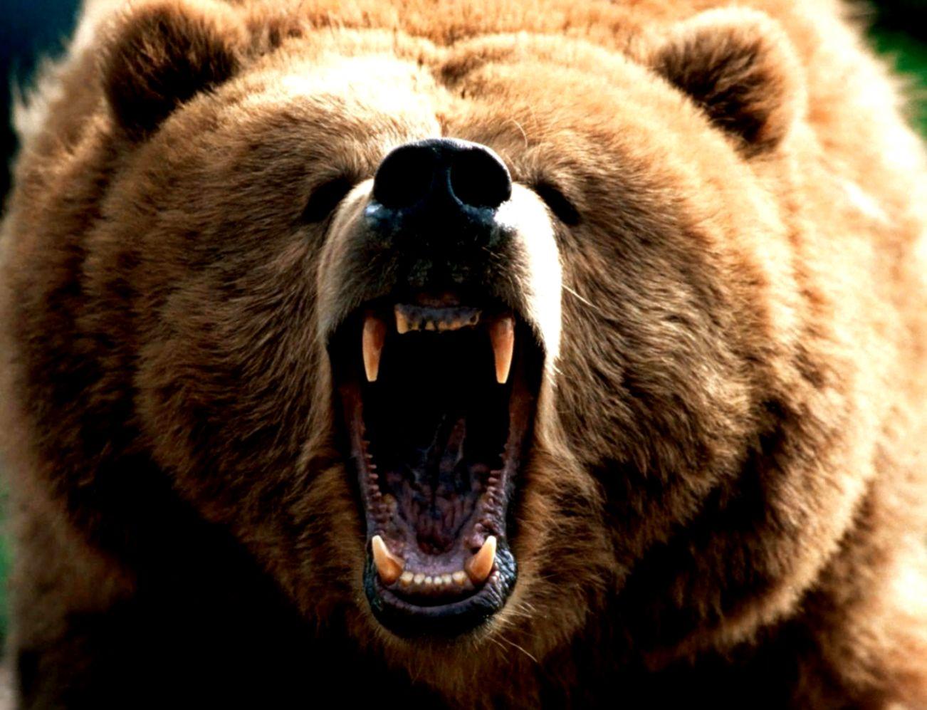 Angry Bear Wallpapers - Top Free Angry Bear Backgrounds - WallpaperAccess