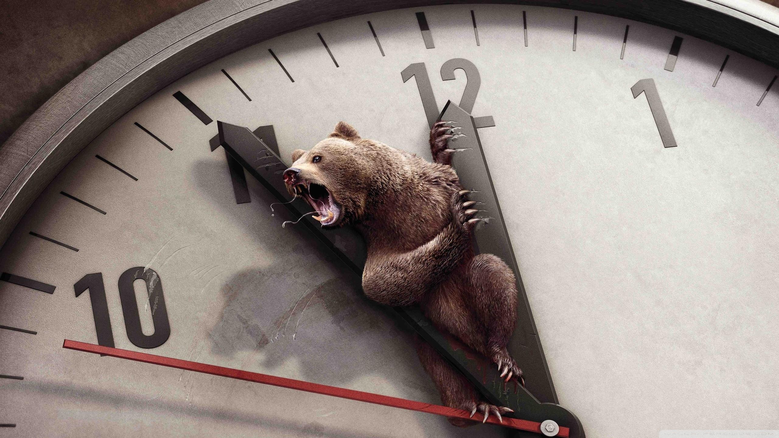 2560x1440 Angry Bear Ultra HD Desktop Background Wallpaper for 4K UHD TV : Tablet