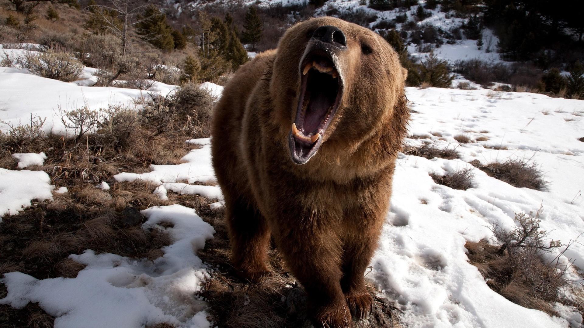 1920x1080 1920x1080 bears nature snow brown bear wallpaper JPG 628 kB Gallery HD Wallpaper