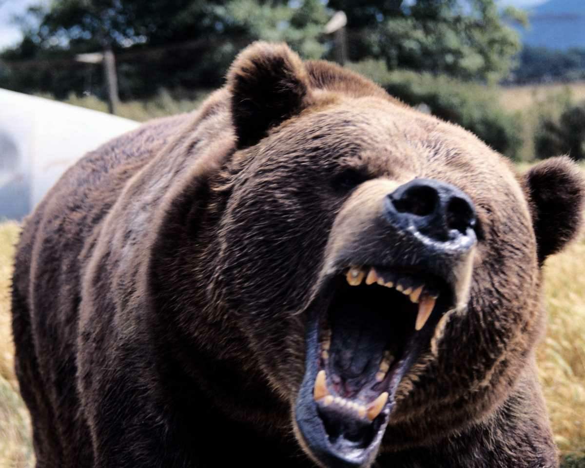 1200x960 THERE'S A BEAR CHASING YOU! Lake Running Company