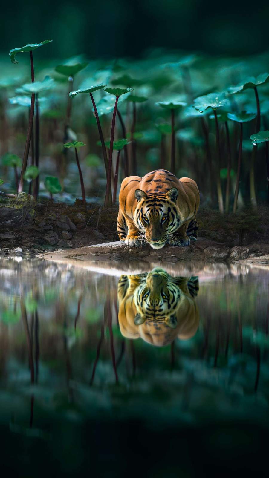 900x1600 Tiger Reflection In Water IPhone Wallpaper Wallpaper : iPhone Wallpaper