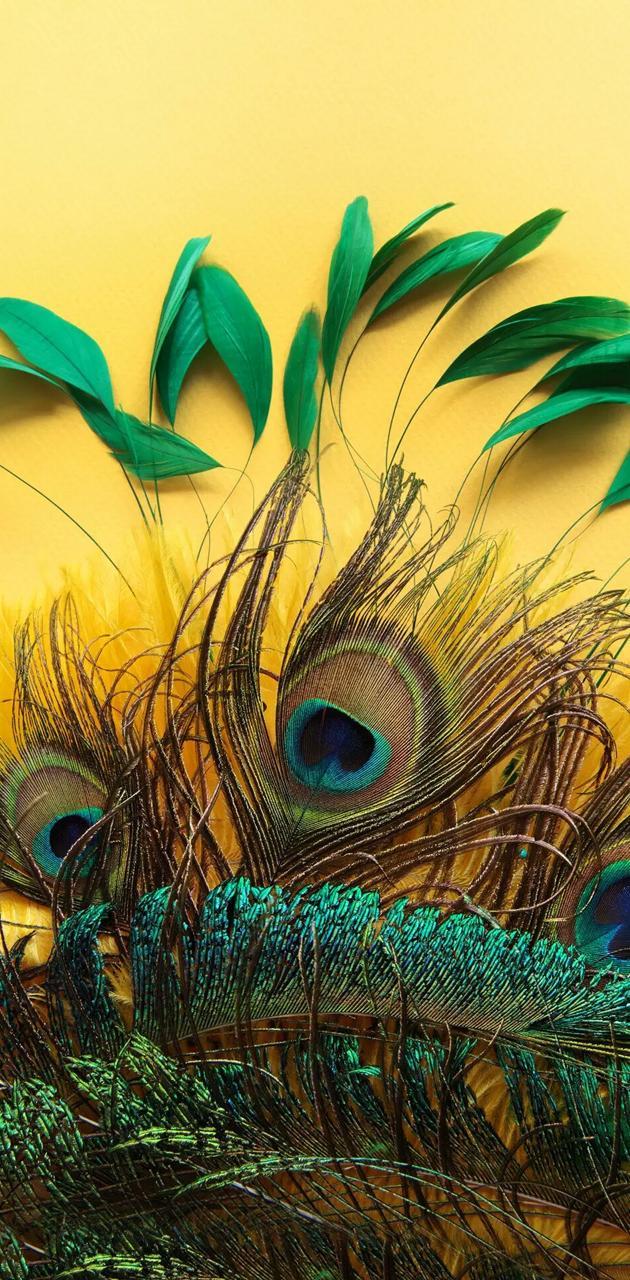 630x1280 Feather wallpaper