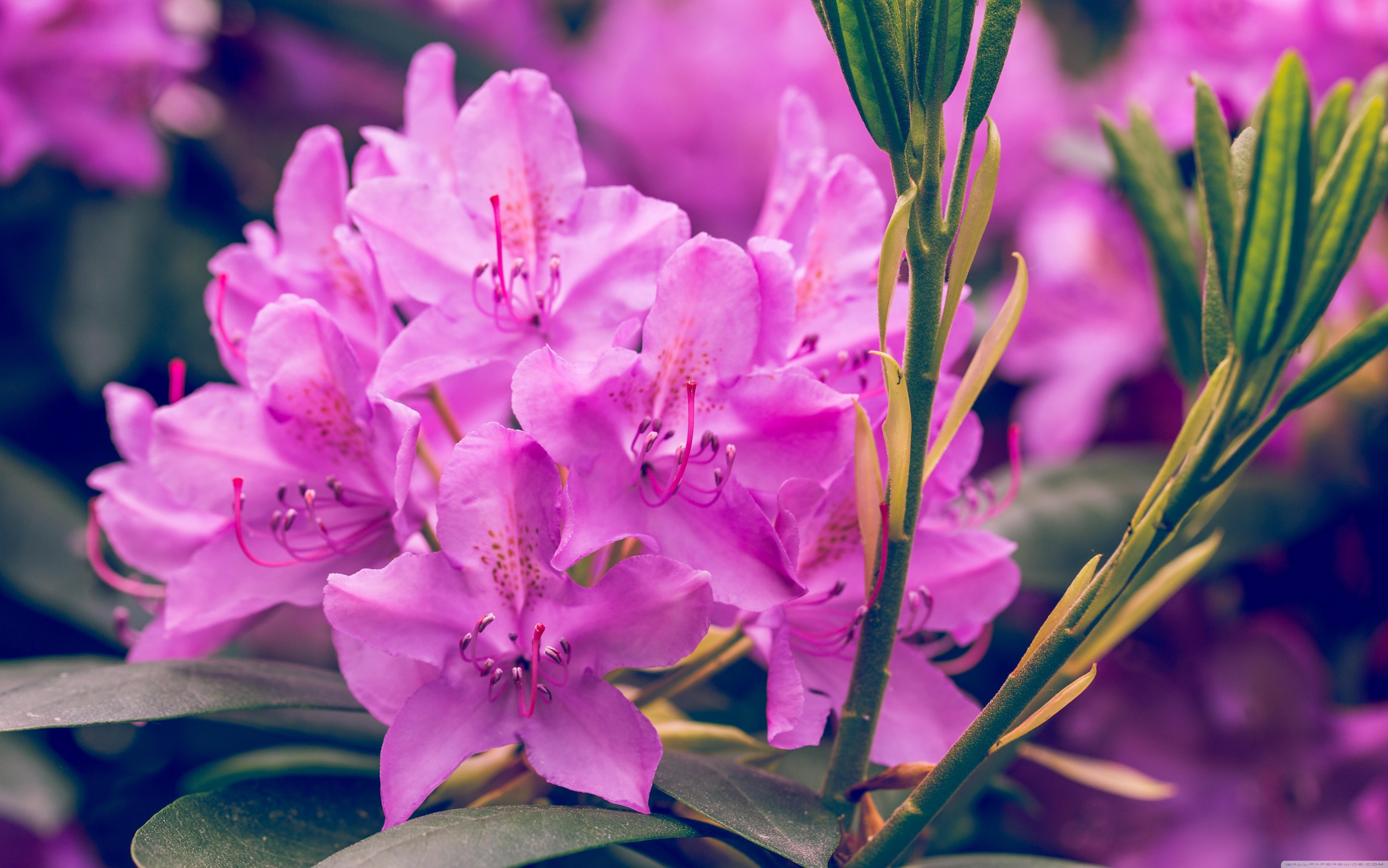 5120x3200 Rhododendron Flowers Wallpaper