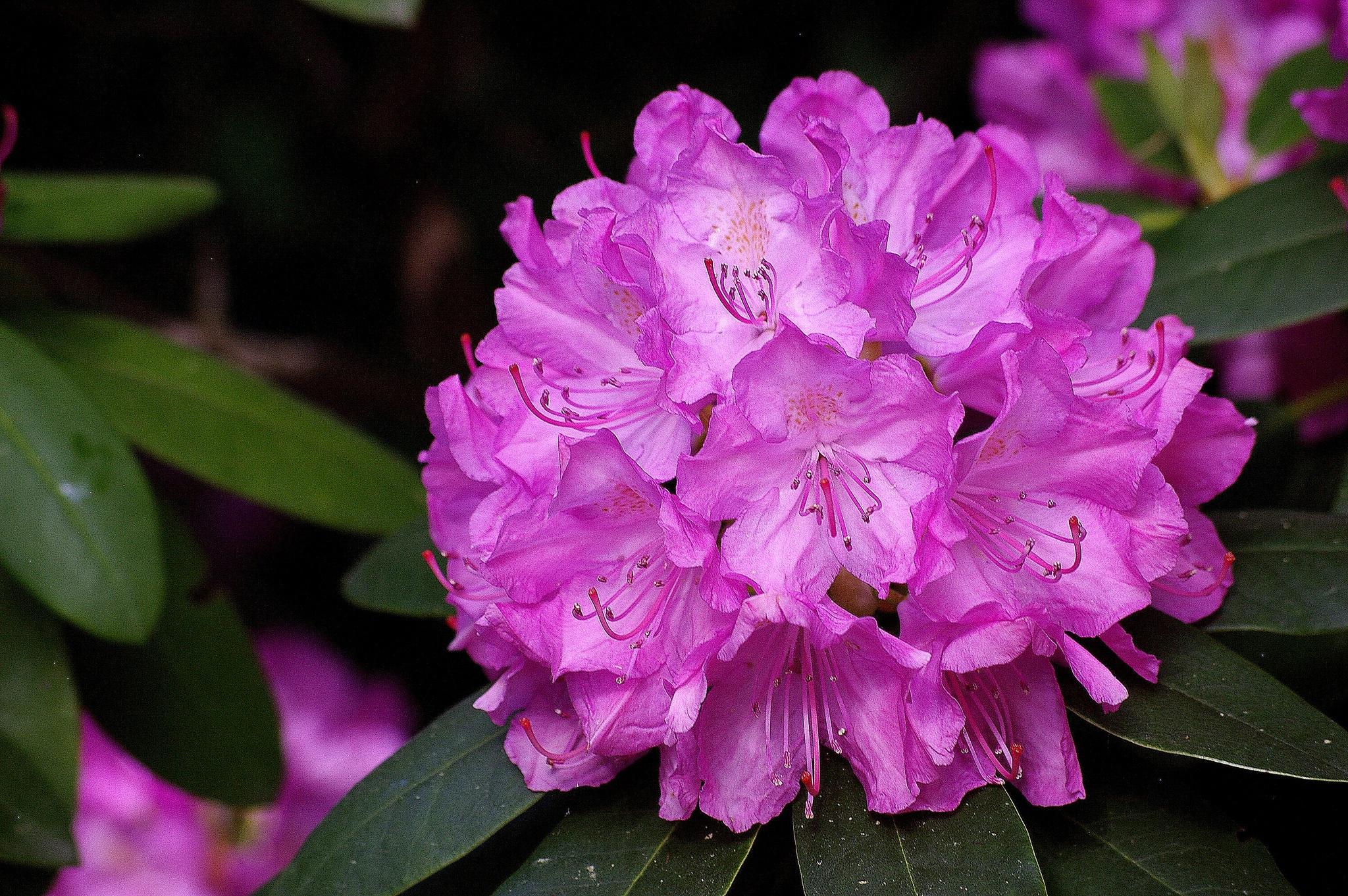 Rhododendron Wallpapers - Top Free Rhododendron Backgrounds