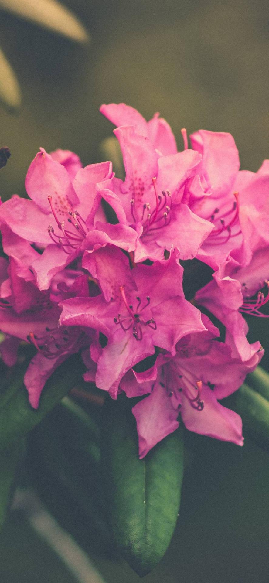 Rhododendron Wallpapers - Top Free Rhododendron Backgrounds ...