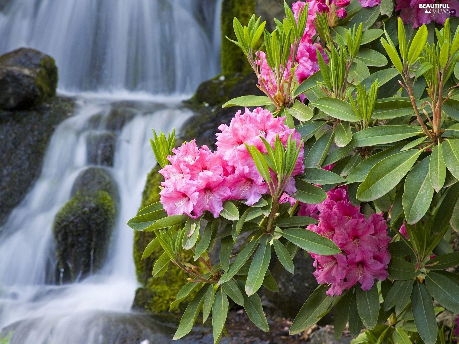 Rhododendron Wallpapers - Top Free Rhododendron Backgrounds ...