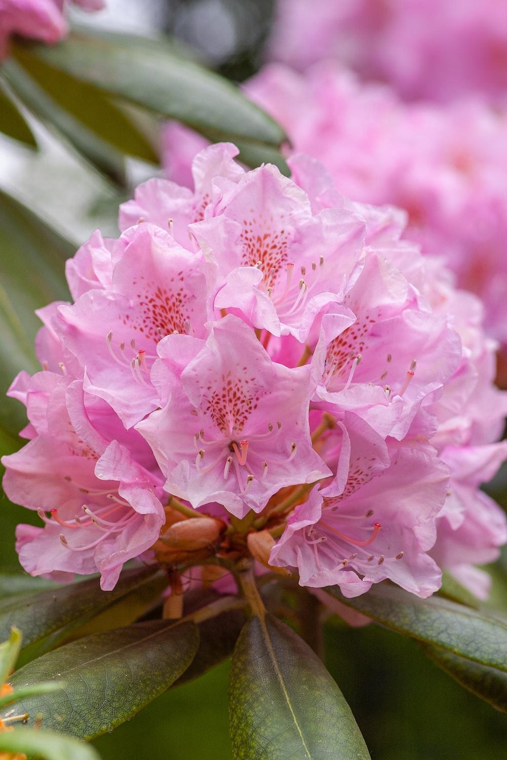 Rhododendron Wallpapers - Top Free Rhododendron Backgrounds ...